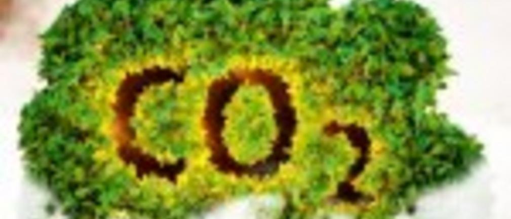 W Finlandii zmierzono, ile CO2 pochłania jedno drzewo